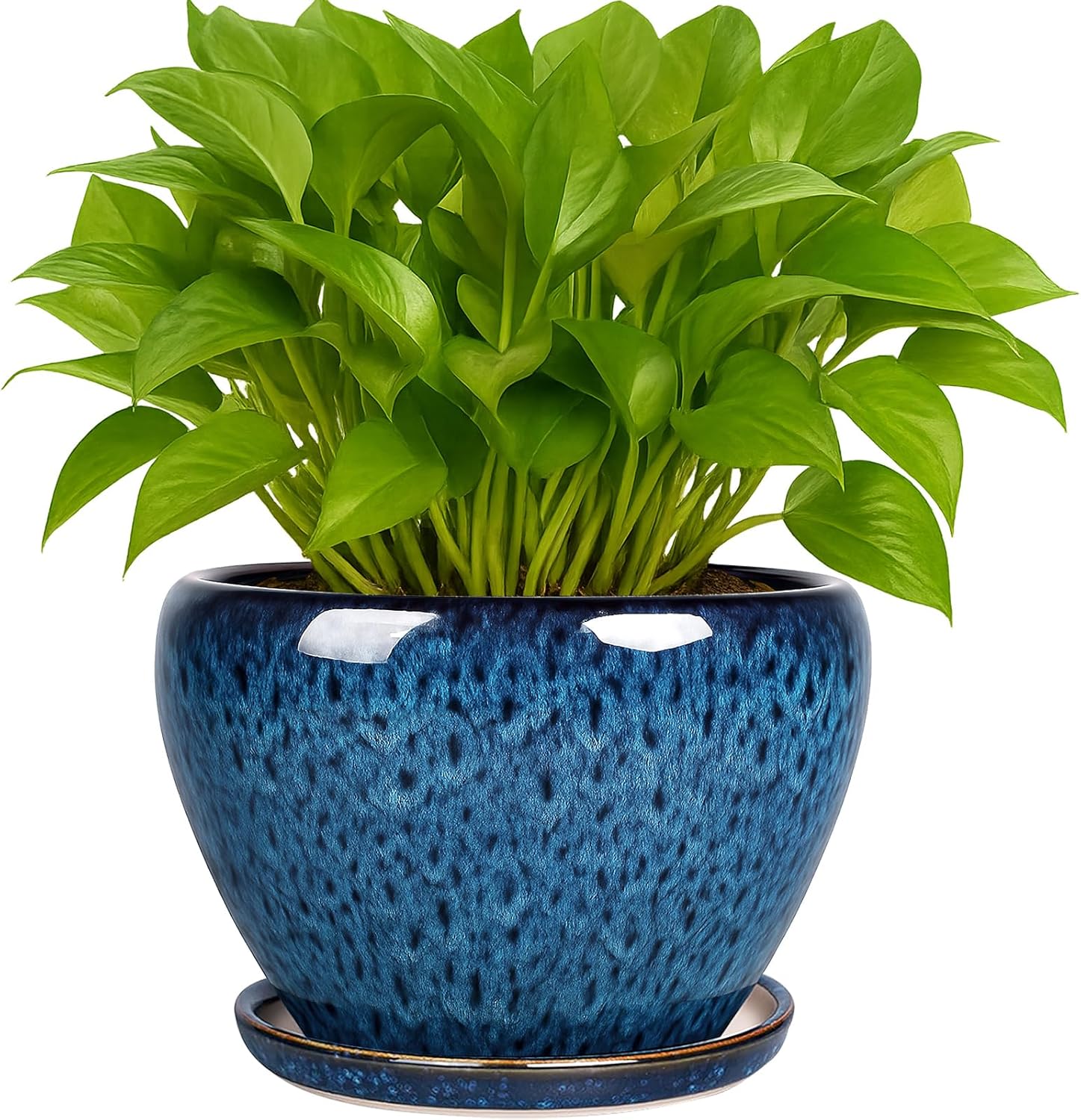 Snake Plant Ceramic - 6 Inch Ceramic Plant Pot with