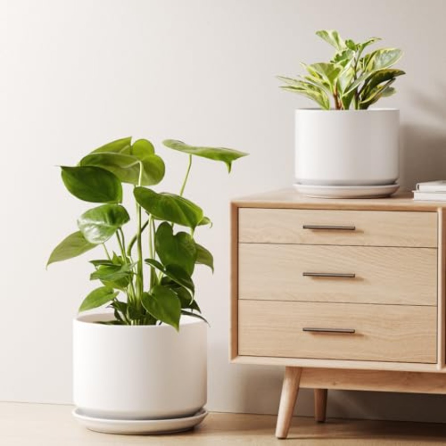 Ceramic Plant Pots Set of 2 8+ - Snake Plant Ceramic 评论和价格