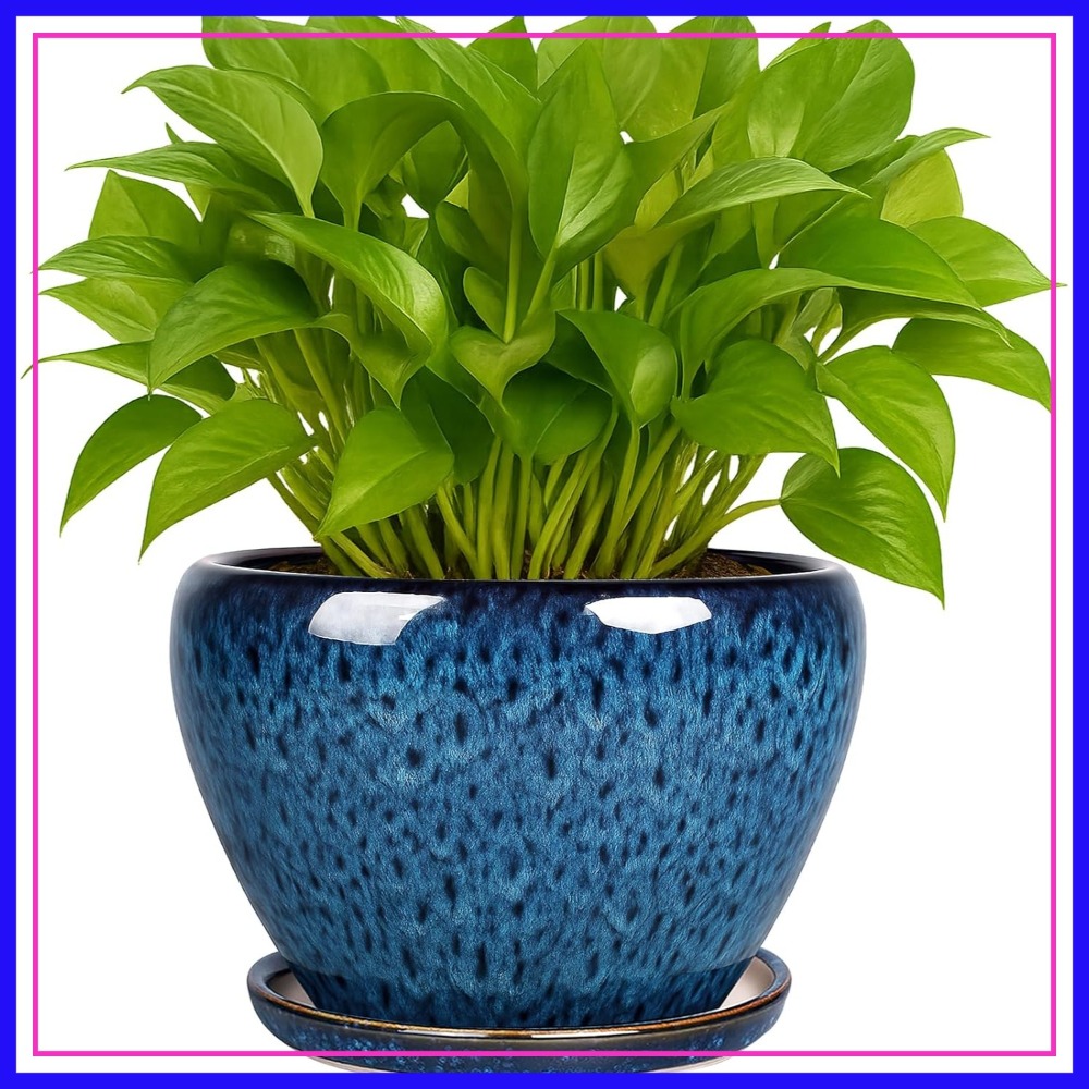 6 Inch Ceramic Plant Pot with  - Snake Plant Ceramic 评论和价格