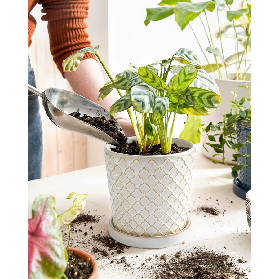 TAUCI Ceramic Pots for Plants, - Snake Plant Ceramic 评论和价格
